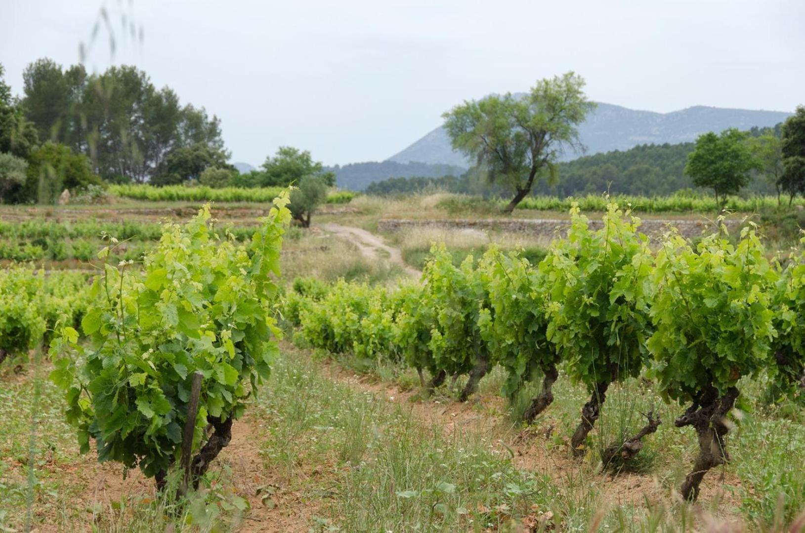 La Maison De Campagne Carcès Exterior foto